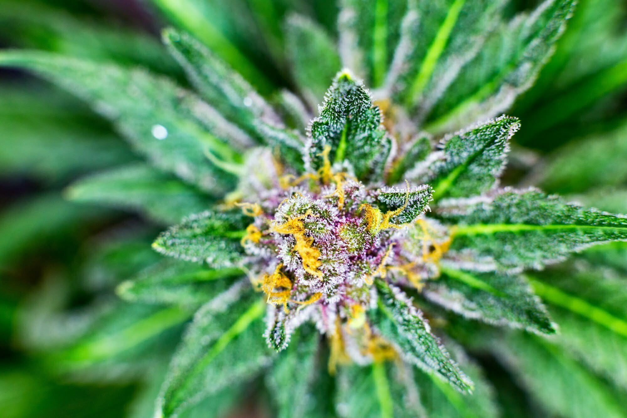 CBD flowers - What you want to be aware